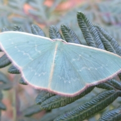 Chlorocoma dichloraria at Paddys River, ACT - 11 Mar 2022