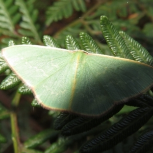 Chlorocoma dichloraria at Paddys River, ACT - 11 Mar 2022