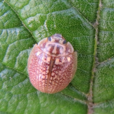 Paropsisterna sp. (genus) (A leaf beetle) at Tidbinbilla Nature Reserve - 11 Mar 2022 by Christine
