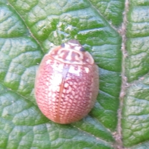 Paropsisterna sp. (genus) at Paddys River, ACT - 11 Mar 2022