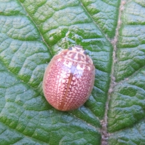 Paropsisterna sp. (genus) at Paddys River, ACT - 11 Mar 2022