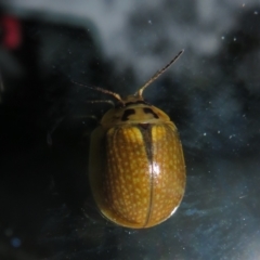 Paropsisterna cloelia (Eucalyptus variegated beetle) at Paddys River, ACT - 11 Mar 2022 by Christine