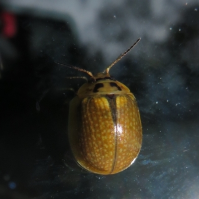 Paropsisterna cloelia (Eucalyptus variegated beetle) at Tidbinbilla Nature Reserve - 11 Mar 2022 by Christine