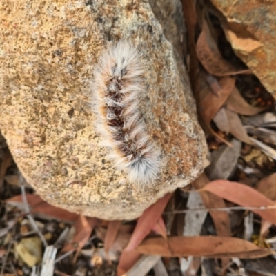 Anthela varia (Hairy Mary) at Molonglo Valley, ACT - 17 Feb 2022 by galah681