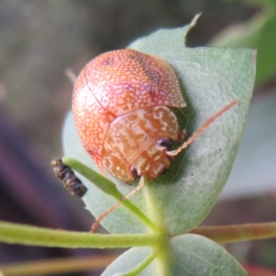 Paropsis atomaria (Eucalyptus leaf beetle) at Tidbinbilla Nature Reserve - 11 Mar 2022 by Christine