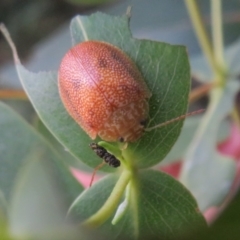 Paropsis atomaria at Paddys River, ACT - 11 Mar 2022