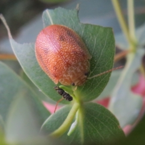 Paropsis atomaria at Paddys River, ACT - 11 Mar 2022 02:41 PM