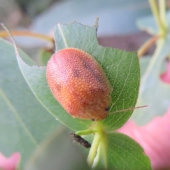 Paropsis atomaria at Paddys River, ACT - 11 Mar 2022