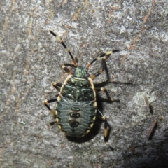 Notius depressus (Shield bug) at Paddys River, ACT - 11 Mar 2022 by Christine