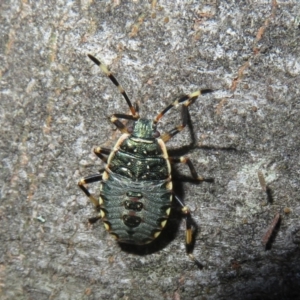 Notius depressus at Paddys River, ACT - 11 Mar 2022