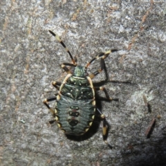 Unidentified True bug (Hemiptera, Heteroptera) (TBC) at Paddys River, ACT - 11 Mar 2022 by Christine
