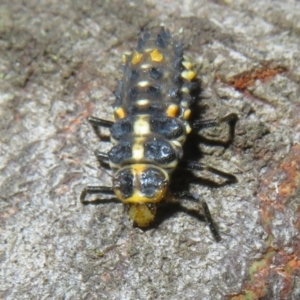 Cleobora mellyi at Tidbinbilla Nature Reserve - 11 Mar 2022