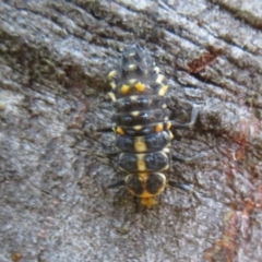 Cleobora mellyi at Tidbinbilla Nature Reserve - 11 Mar 2022 02:44 PM