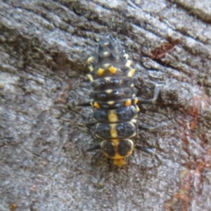 Cleobora mellyi at Tidbinbilla Nature Reserve - 11 Mar 2022