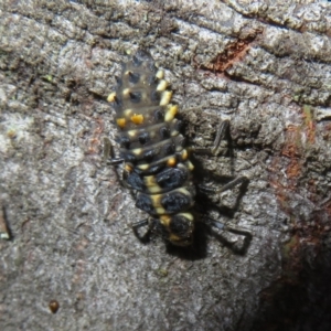 Cleobora mellyi at Tidbinbilla Nature Reserve - 11 Mar 2022