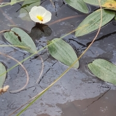 Ottelia ovalifolia (Swamp Lily) at National Arboretum Forests - 17 Feb 2022 by galah681