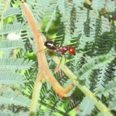 Melophorus sp. (genus) (Furnace ant) at Paddys River, ACT - 11 Mar 2022 by Christine