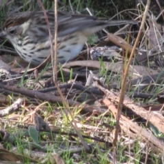 Pyrrholaemus sagittatus (Speckled Warbler) at Garran, ACT - 3 Jul 2016 by AndyRoo