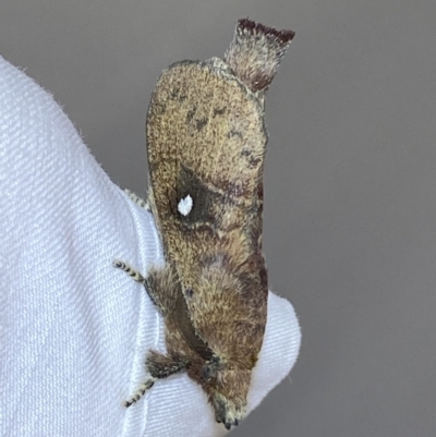 Opsirhina lechriodes (Opsirhina lechriodes) at Jerrabomberra, NSW - 24 Mar 2022 by SteveBorkowskis