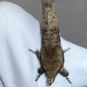 Opsirhina lechriodes at Jerrabomberra, NSW - 24 Mar 2022