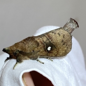 Opsirhina lechriodes at Jerrabomberra, NSW - 24 Mar 2022