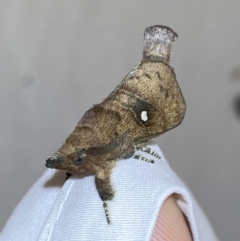 Opsirhina lechriodes at Jerrabomberra, NSW - 24 Mar 2022