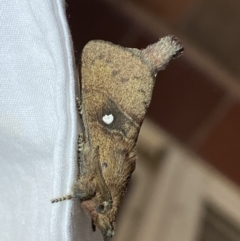 Opsirhina lechriodes at Jerrabomberra, NSW - 24 Mar 2022