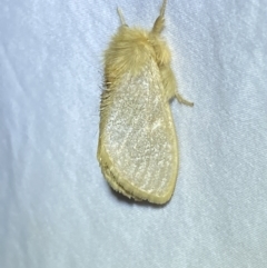 Euproctis edwardsii (Mistletoe Browntail Moth) at Jerrabomberra, NSW - 24 Mar 2022 by SteveBorkowskis