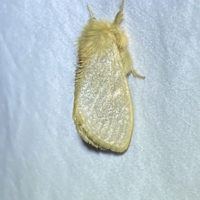 Euproctis edwardsii (Mistletoe Browntail Moth) at QPRC LGA - 23 Mar 2022 by Steve_Bok
