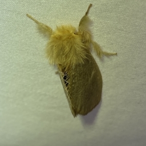 Euproctis edwardsii at Jerrabomberra, NSW - suppressed