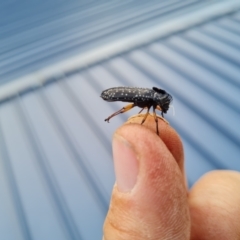 Rhipicera (Agathorhipis) femorata (Feather-horned beetle) at Aranda, ACT - 24 Mar 2022 by Ormaylo