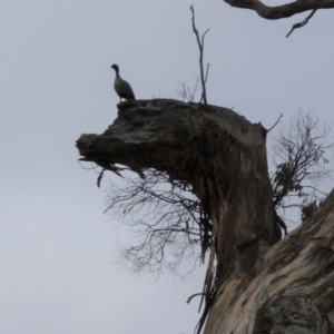 Chenonetta jubata at Molonglo Valley, ACT - 30 Jul 2016 12:23 PM