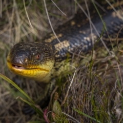 Tiliqua nigrolutea (Blotched Blue-tongue) at Jagungal Wilderness, NSW - 11 Mar 2022 by trevsci