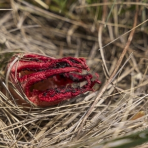 Clathrus archeri at Jagungal Wilderness, NSW - 10 Mar 2022