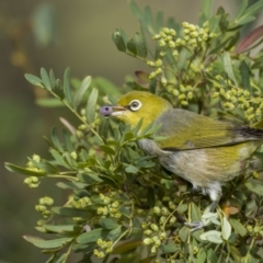 Zosterops lateralis (Silvereye) at Jagungal Wilderness, NSW - 9 Mar 2022 by trevsci