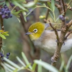 Zosterops lateralis at Jagungal Wilderness, NSW - 10 Mar 2022 09:00 AM