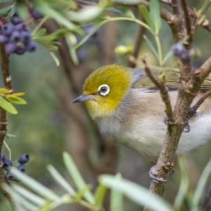 Zosterops lateralis at Jagungal Wilderness, NSW - 10 Mar 2022