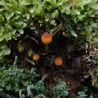 Galerina sp. at Paddys River, ACT - 23 Mar 2022 by RobG1