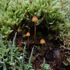 Galerina sp. at Paddys River, ACT - 23 Mar 2022