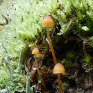 Galerina sp. at Paddys River, ACT - 23 Mar 2022