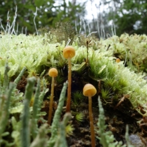 Galerina sp. at Paddys River, ACT - 23 Mar 2022