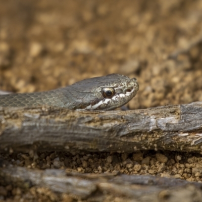 Drysdalia coronoides (White-lipped Snake) at Jagungal Wilderness, NSW - 9 Mar 2022 by trevsci