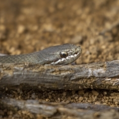 Drysdalia coronoides (White-lipped snake) at Jagungal Wilderness, NSW - 9 Mar 2022 by trevsci