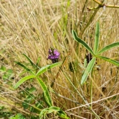 Cullen tenax (Tough Scurf-Pea) at Wambrook, NSW - 23 Mar 2022 by Mike