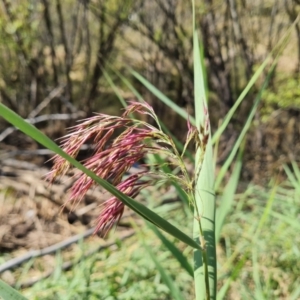 Phragmites australis at Wambrook, NSW - 23 Mar 2022