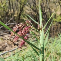 Phragmites australis (Common reed) at Wambrook, NSW - 23 Mar 2022 by Mike