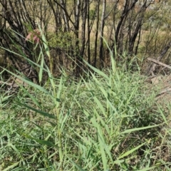 Phragmites australis at Wambrook, NSW - 23 Mar 2022