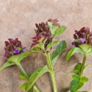 Prunella vulgaris at Wambrook, NSW - 24 Mar 2022