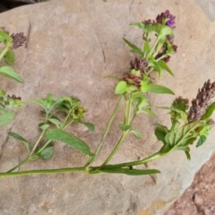 Prunella vulgaris at Wambrook, NSW - 24 Mar 2022