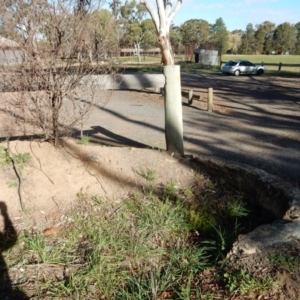 Bidens subalternans at Hall, ACT - 8 May 2020